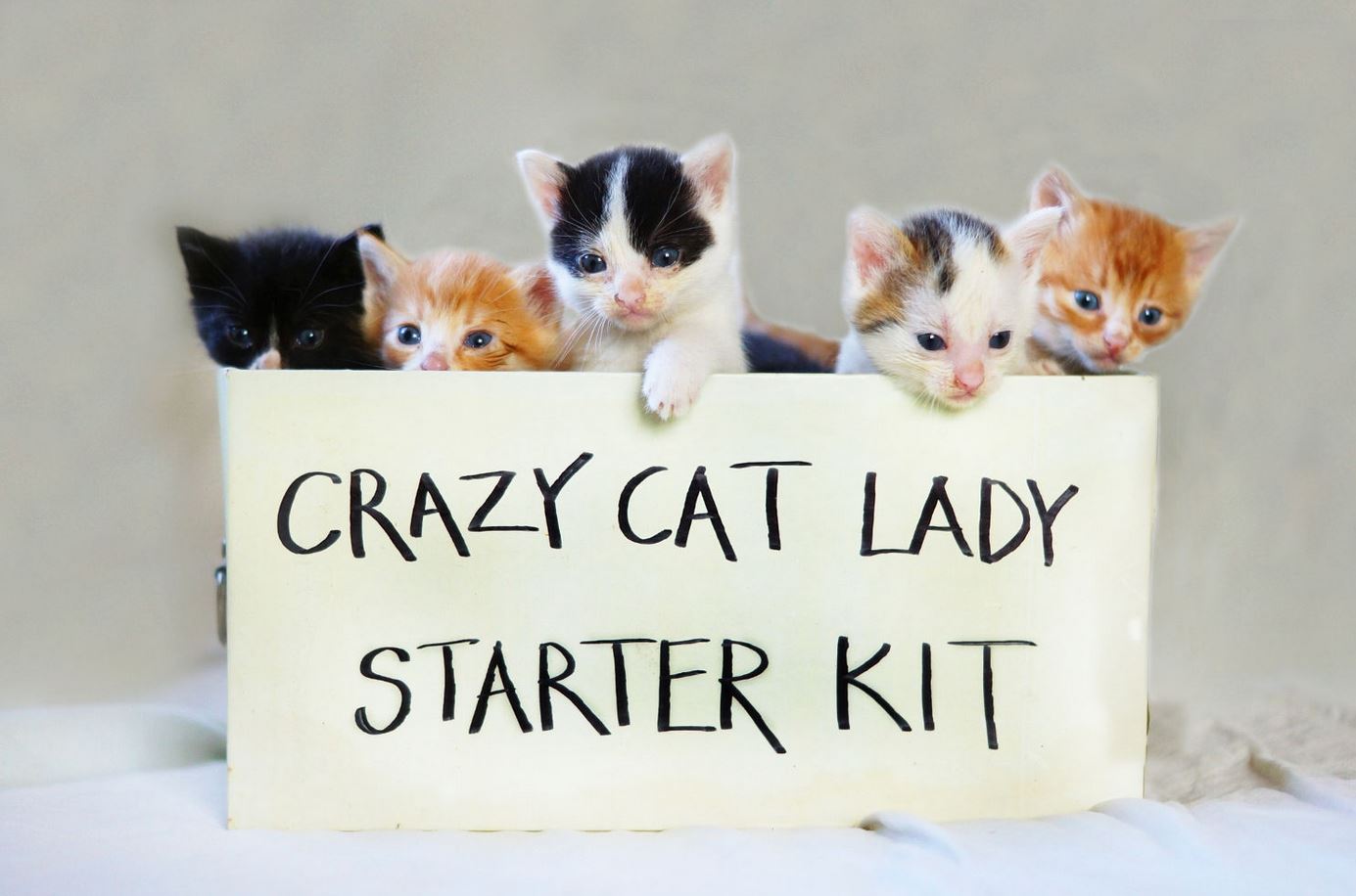 cat lady starter kit American Intelligence Media